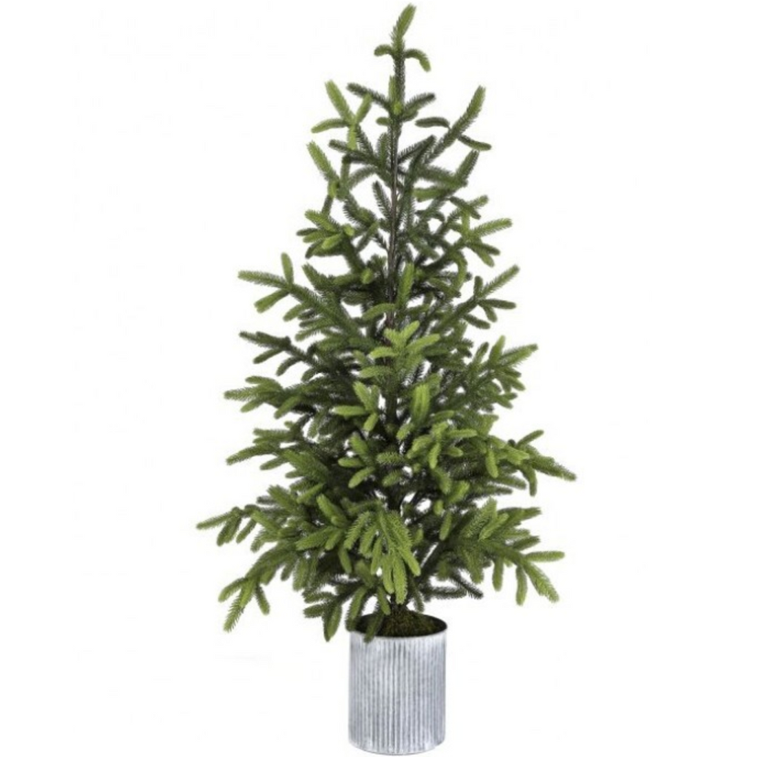 Large Potted Norway Spruce