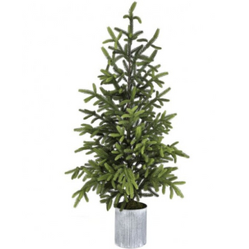 Large Potted Norway Spruce