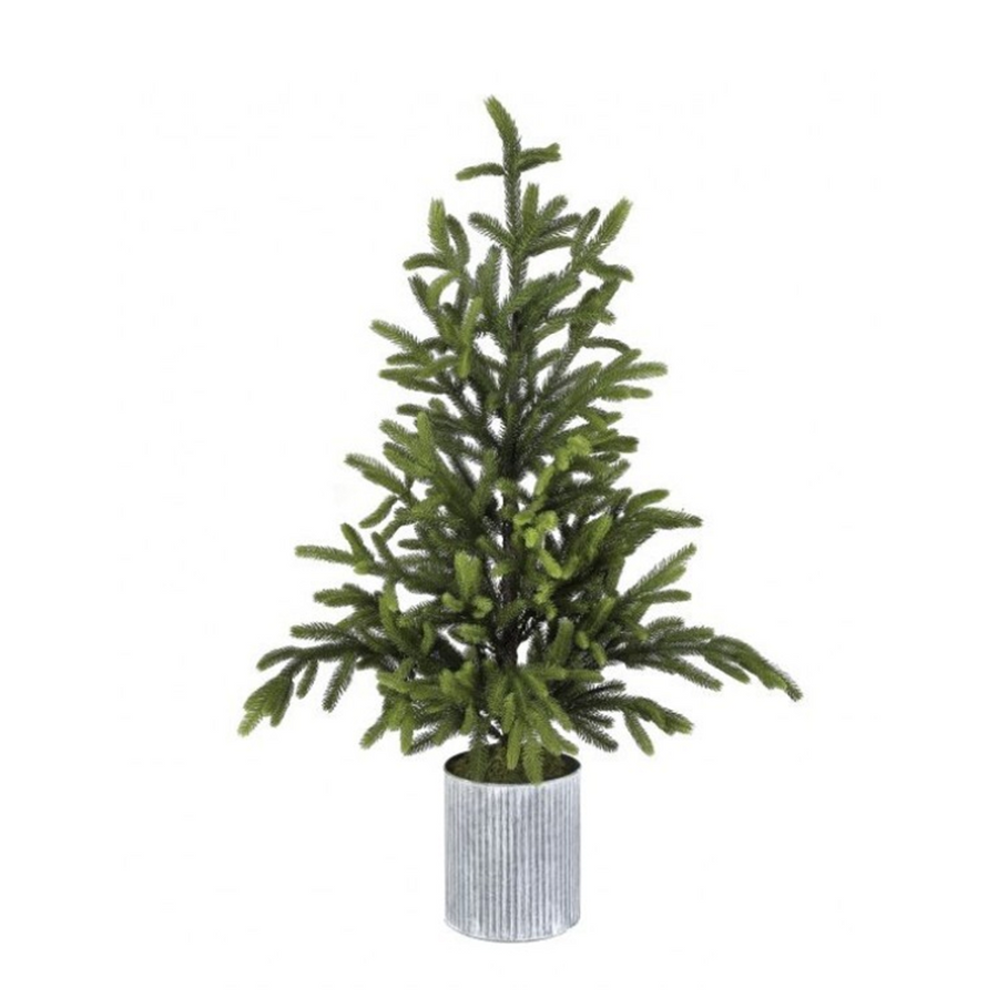 Small Potted Norway Spruce