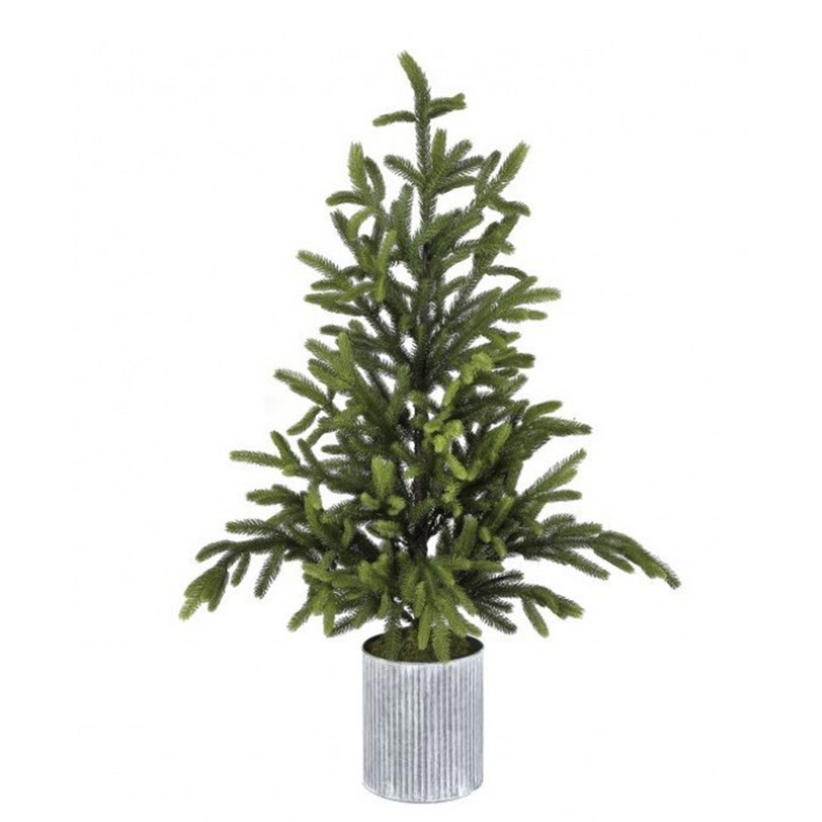 Medium Potted Norway Spruce