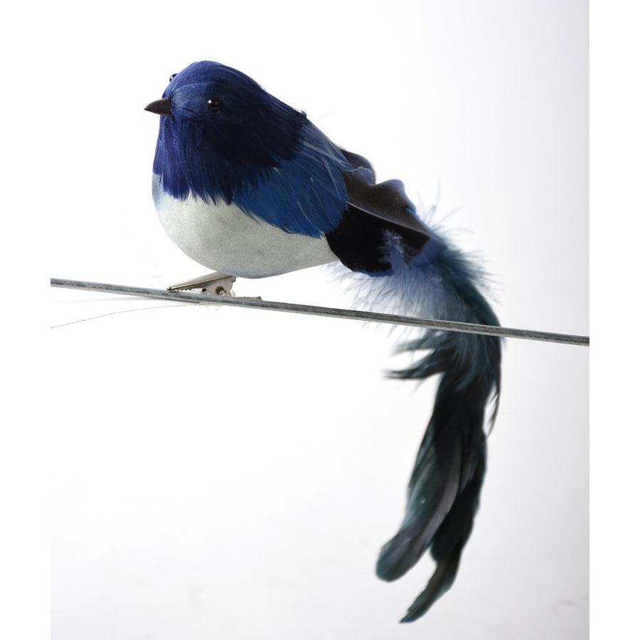 Blue Long Tail Bird