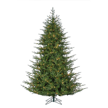 7.5' Fairfield Frasier Fir Tree