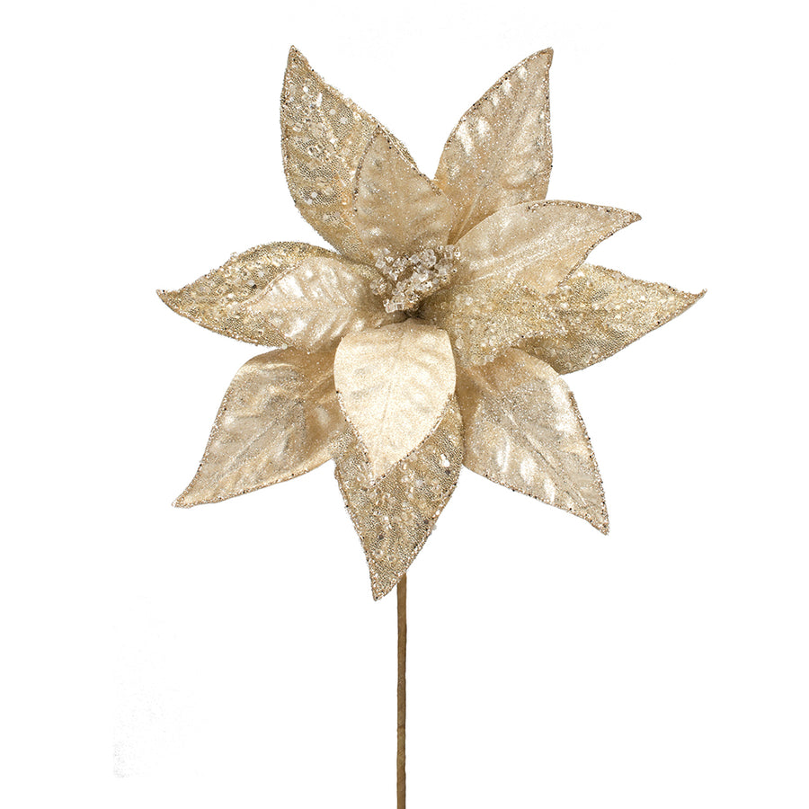 Shimmering Champagne Poinsettia