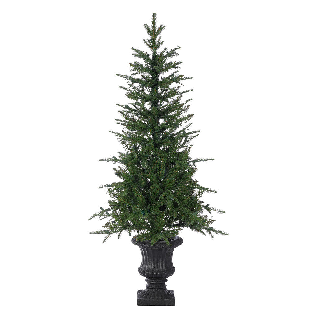 6' Pennington Tree in Black Urn