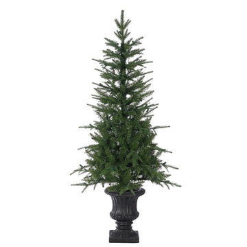 6' Pennington Tree in Black Urn