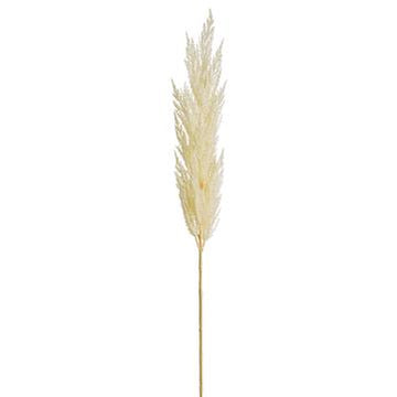 Cream Pampas Grass