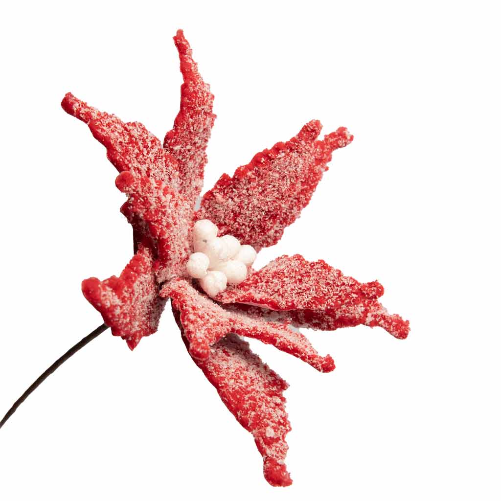 Frosted Red Poinsettia