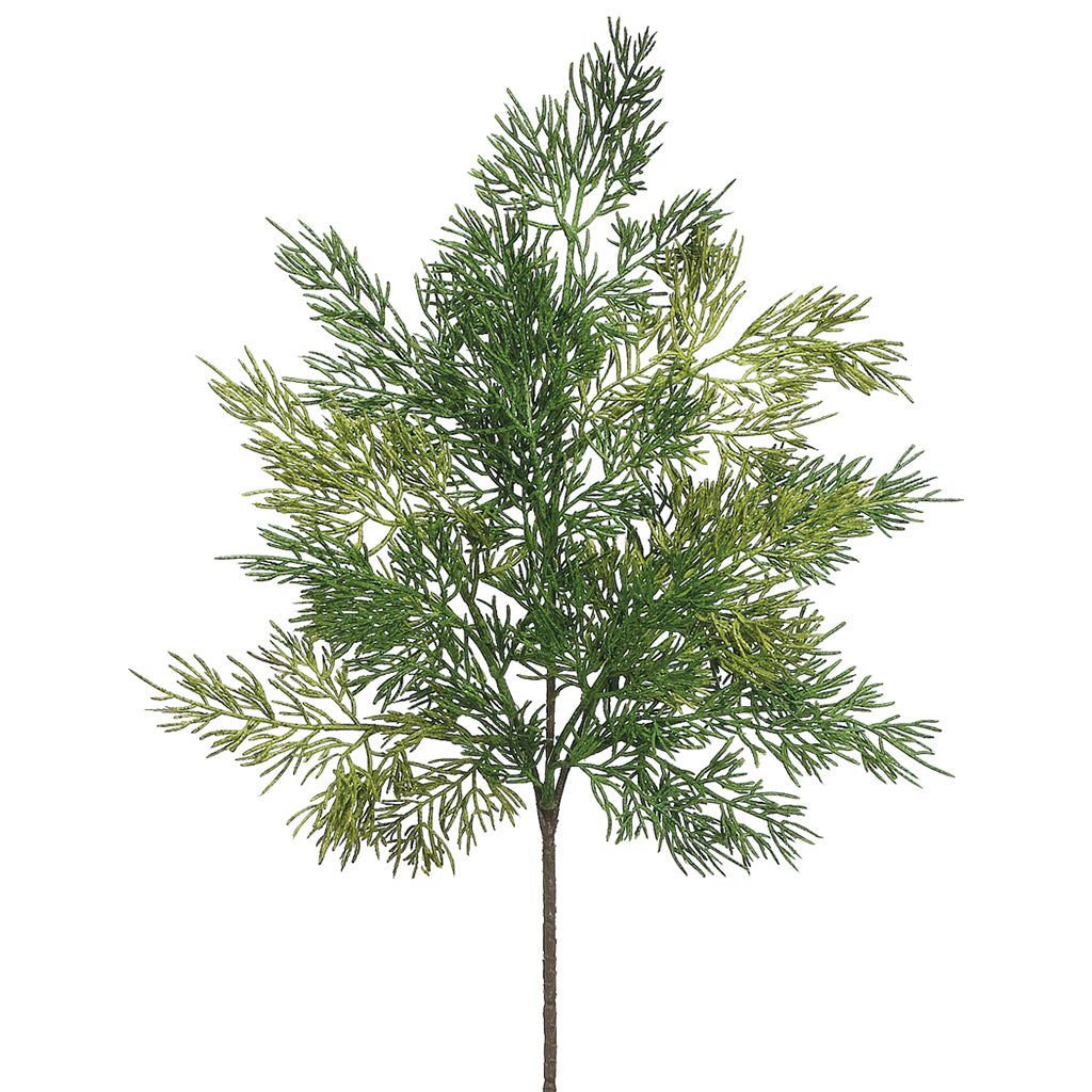 Full Cedar Spray