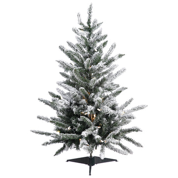 3' Small Mountain Pine Tree