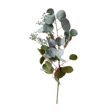 Eucalyptus Spray