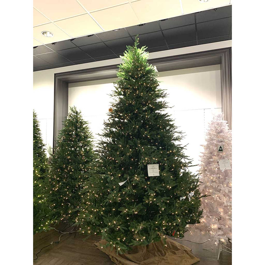 12' Fairfield Frasier Fir Tree